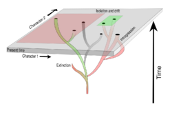 Phylogenetics.svg