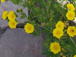 Potentilla recta a1.jpg