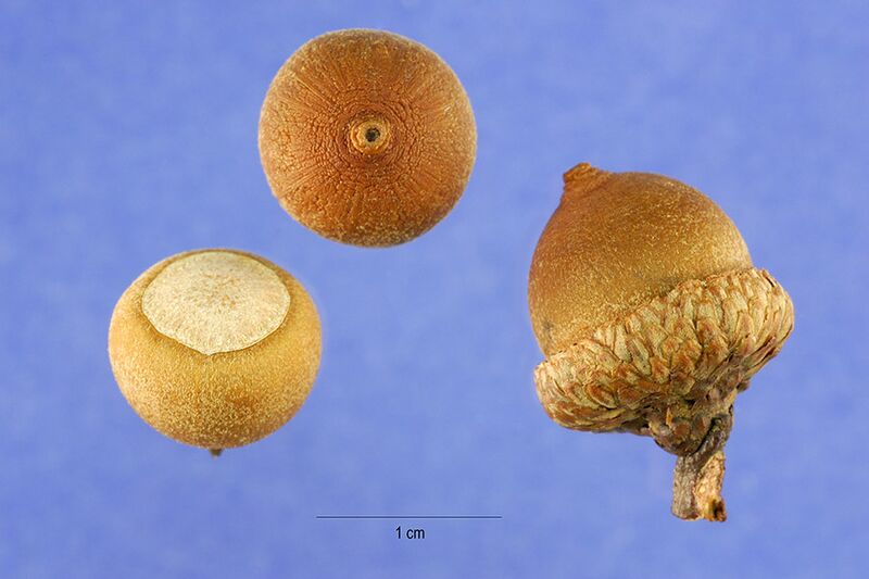 File:Quercus falcata acorns.jpg