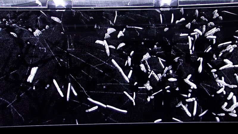 File:Radon decay in a cloud chamber.jpg