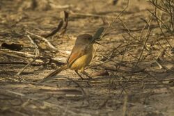 Red-winged Prinia eating a grasshopper - Gambia (32527882031).jpg