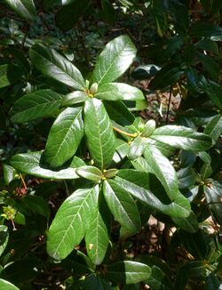 Rhododendron charitopes - VanDusen Botanical Garden - Vancouver, BC - DSC06969.jpg