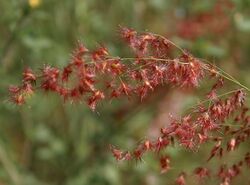 Rhynchelytrum repens (Rose Natal grass) in Hyderabad, AP W IMG 1458.jpg