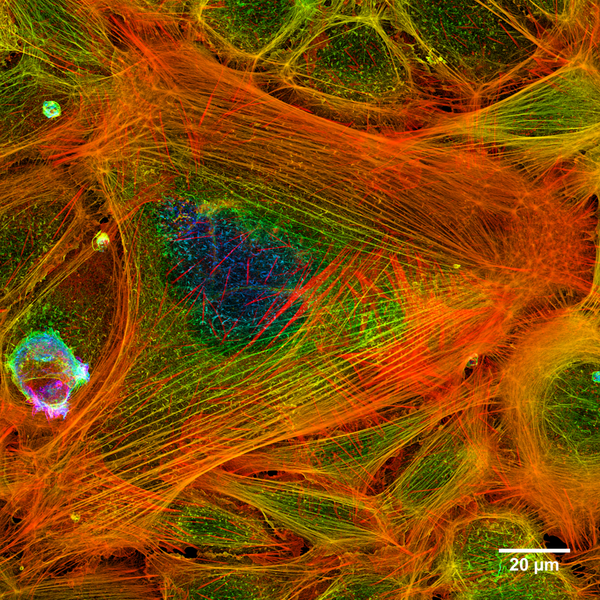 File:STD Depth Coded Stack Phallodin Stained Actin Filaments.png