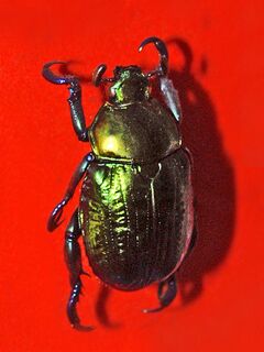 Scarabaeidae - Pelidnota sumptuosa.jpg