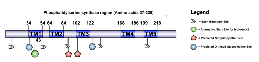 Schematic diagram of the human version of the TMEM269 Protein.