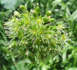 Schiedea globosa - globe schiedea - stat-vulnerable - desc-flowers.jpg