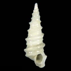 Seashell Cyclonidea notabilis.jpg
