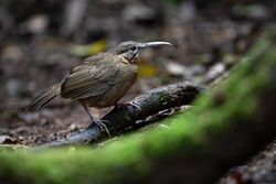 Short-tailed Scimitar-Babbler 0A2A5625.jpg