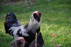 A silver and black ameraucana cock looking towards the camera mid-step. His pea comb goes about an inch from his beak to between his eyes, where a chicken's forehead would be.