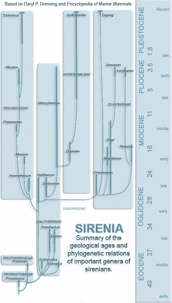 File:Sirenians evolution.gif