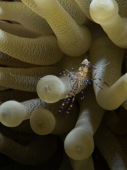 Spotted Cleaner Shrimp on Giant Anemone by Jessica Rosenkrantz.jpg