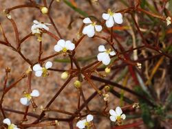 Stylidium divaricatum 1.jpg