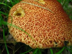 Suillus pictus 50906.jpg