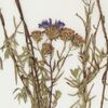 S. turneri: Detail of an image of a specimen of Symphyotrichum turneri (at that time Aster moranensis var. turneri) collected on 5 October 1985 at Súchil, Durango, Mexico.