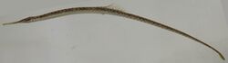 Syngnathus louisianae (S0591) (12658764723).jpg