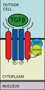 Type I receptor phosphorylates R-SMAD