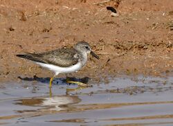 Temminck's Stint AMSM6802-TSTI.jpg