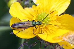 Thick-legged flower beetle (Oedemera nobilis) female.JPG