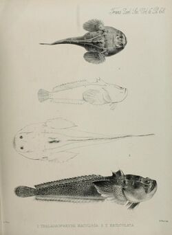 Transactions of the Zoological Society of London (Pl. 68) (7408565536).jpg