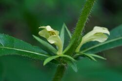 Triosteum angustifolium.jpg