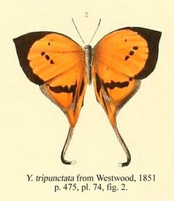 Tripunctata fromWestwood1851.JPG