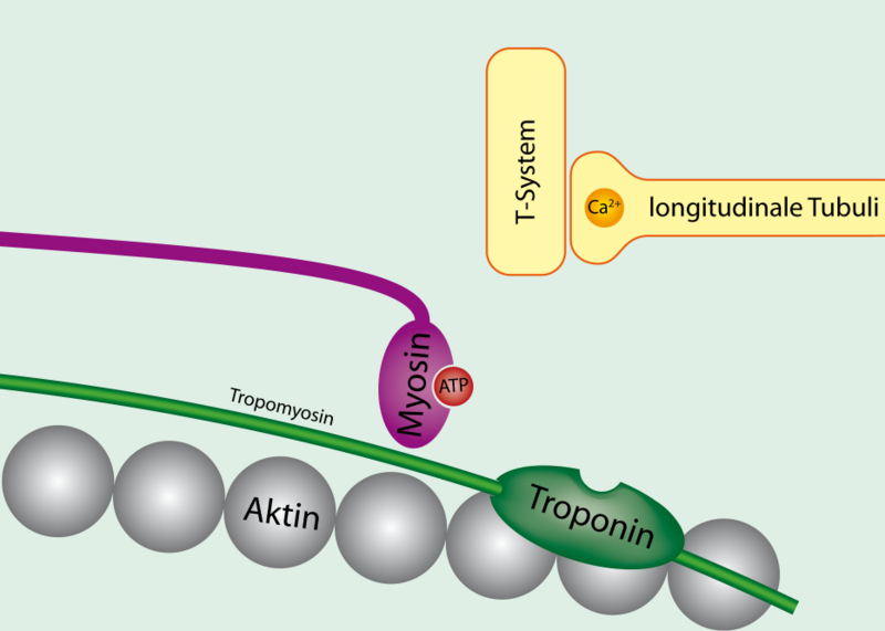 File:Tropomyosin bound to actin.png