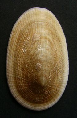 Tugali elegans.JPG