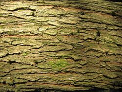 Ulmus lacinata bark, 18-year old tree.jpg