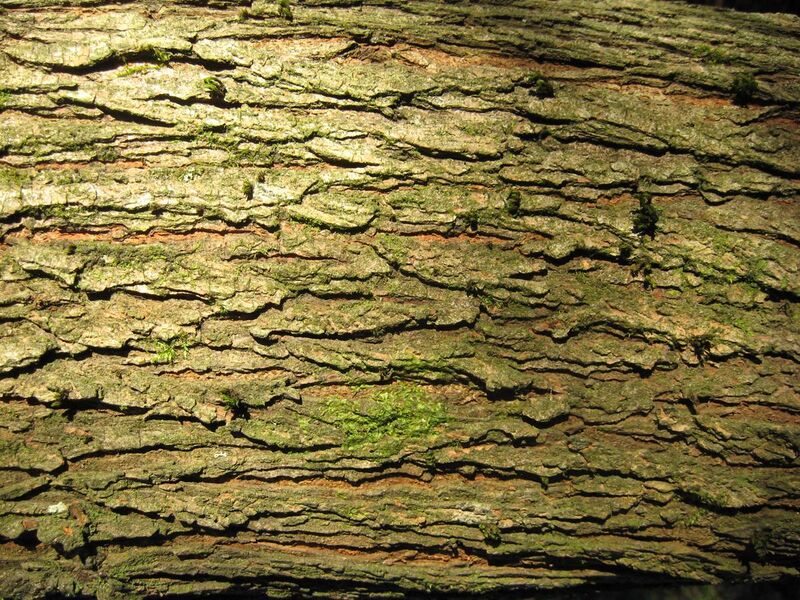 File:Ulmus lacinata bark, 18-year old tree.jpg