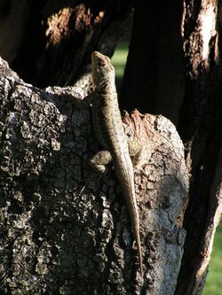 Unidentified lizard from Corrientes.jpeg