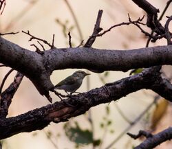 Western Crowned Warbler.jpg