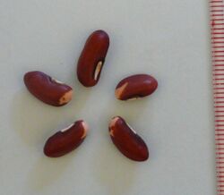 Yard long bean seeds.jpg