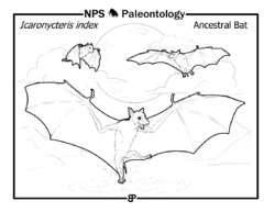 "Icaronycterix index" is a very early bat that lived during the Eocene. Fossils of "Icaronycterix" have been found near Fossil (f44fbdf5-f382-41ef-bb02-f1ddb42be516).png