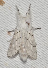 - 7683 – Artace cribrarius – Dot-lined White Moth (48128225912).jpg
