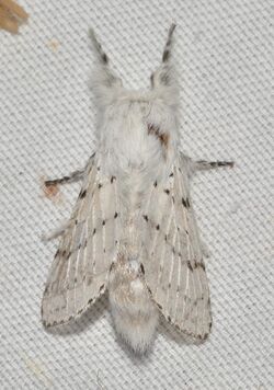 - 7683 – Artace cribrarius – Dot-lined White Moth (48128225912).jpg