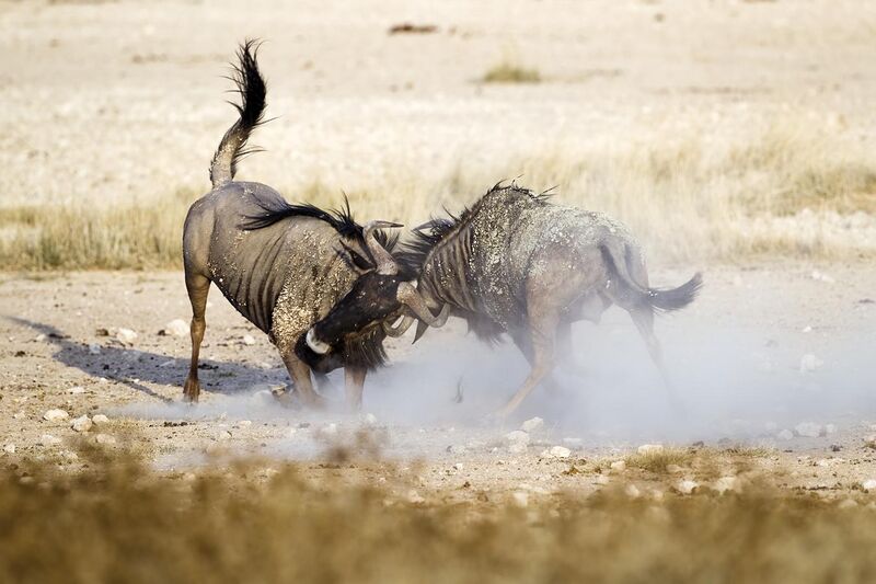 File:2012-wildebeest-fight.jpg