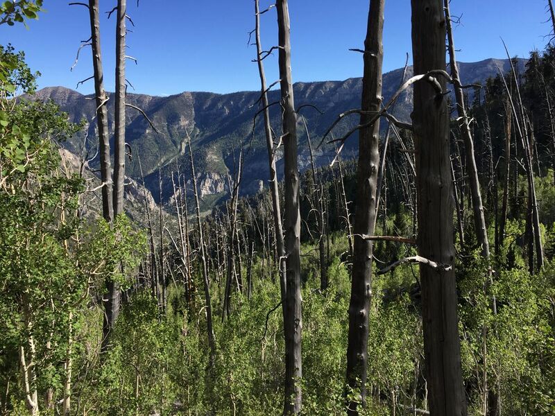 File:2015-07-13 17 12 44 View through a forest of burned trees and Aspen sprouts along the North Loop Trail about 4.7 miles west of the trailhead in the Mount Charleston Wilderness, Nevada.jpg