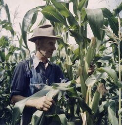 A farmer among high maize plants