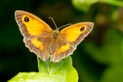 A gatekeeper butterfly.jpg
