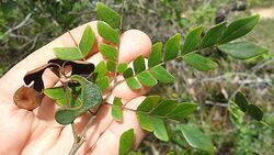 Abarema jupunba (Willd.) Britton & Killip (7559099686).jpg