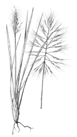 Achlaena piptostachya HC-1936.png