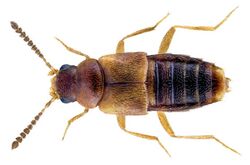 Agaricochara latissima (Stephens, 1832).jpg