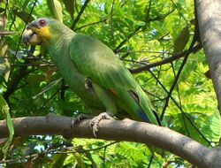 Amazona amazonica (1).jpg