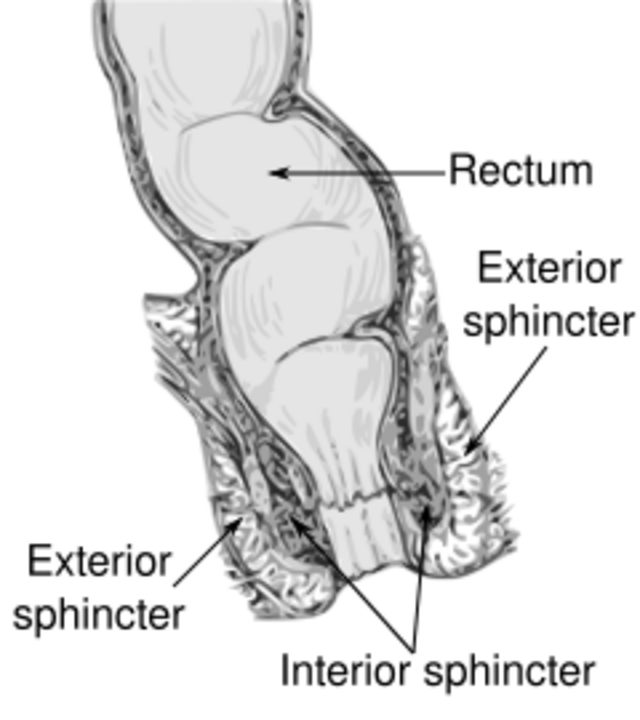 biology-transverse-folds-of-rectum-handwiki