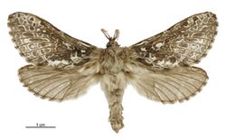 Aoraia aurimaculata male.jpg