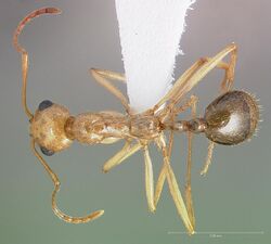 Aphaenogaster megommata casent0005724 dorsal 1.jpg