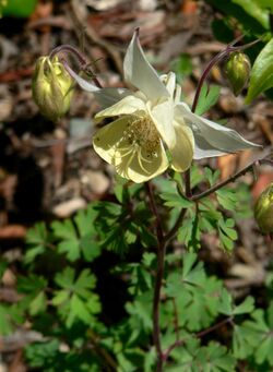 Aquilegia fragrans 1.jpg