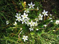 Arenaria ciliata.jpg