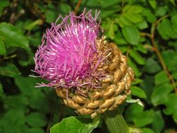 Asteraceae - Rhaponticum scariosum.JPG